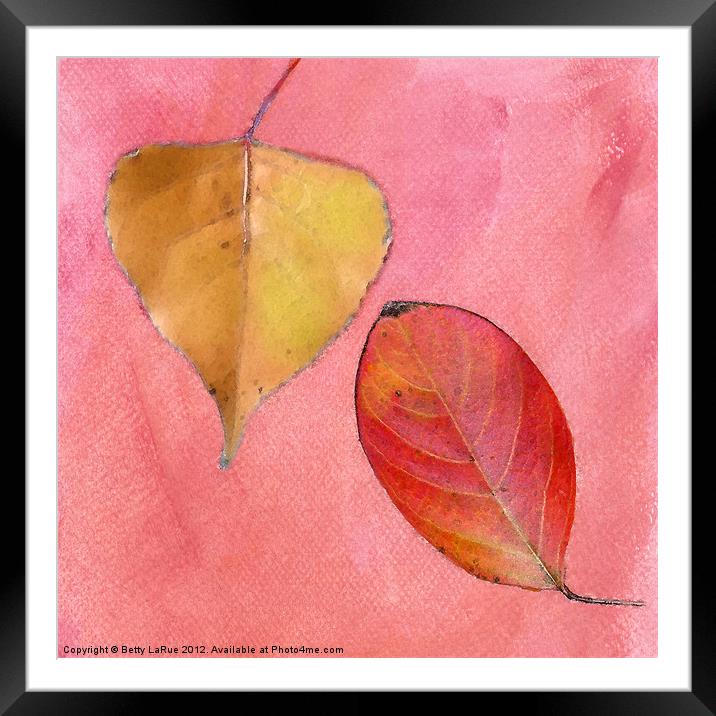 Leaf Study in Pink Framed Mounted Print by Betty LaRue