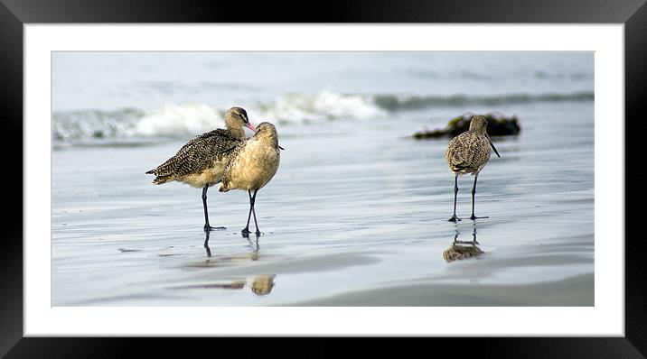 Shore Birds Framed Mounted Print by Brandon Verrett
