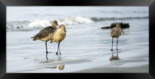 Shore Birds Framed Print by Brandon Verrett