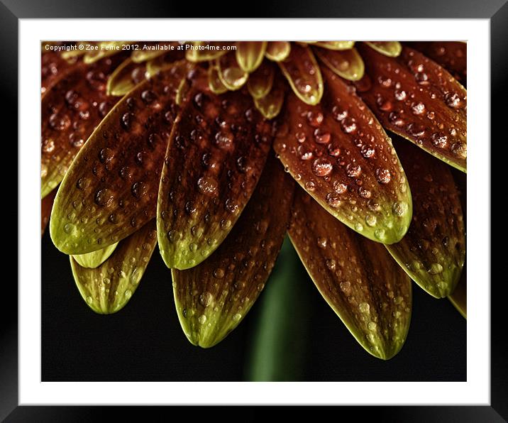 Nature''s Umbrella Framed Mounted Print by Zoe Ferrie