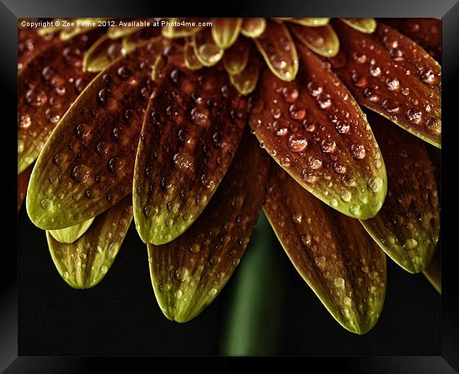 Nature''s Umbrella Framed Print by Zoe Ferrie