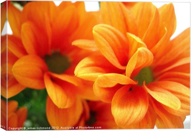 Orange Chrysanthemums Canvas Print by james richmond