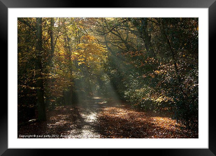 Epping Forest Light Framed Mounted Print by paul petty