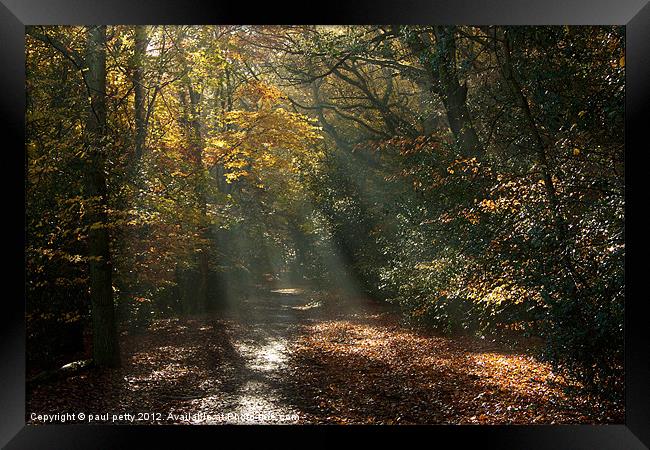 Epping Forest Light Framed Print by paul petty
