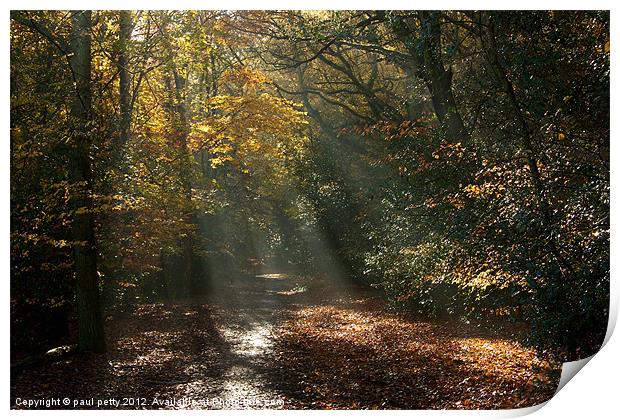 Epping Forest Light Print by paul petty