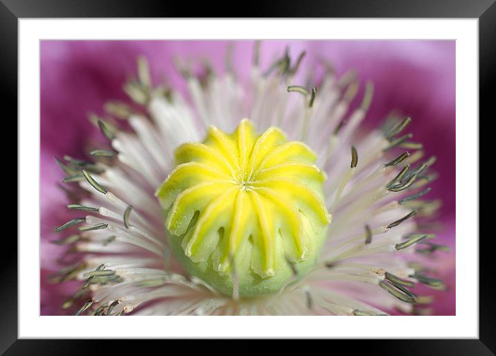 Yellow and Purple Flower Framed Mounted Print by Jan Venter