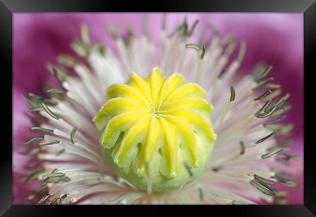 Yellow and Purple Flower Framed Print by Jan Venter