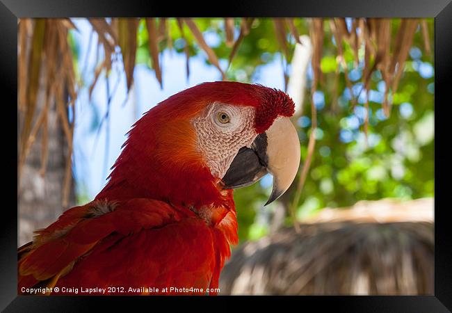 scarlet Macaw head Framed Print by Craig Lapsley