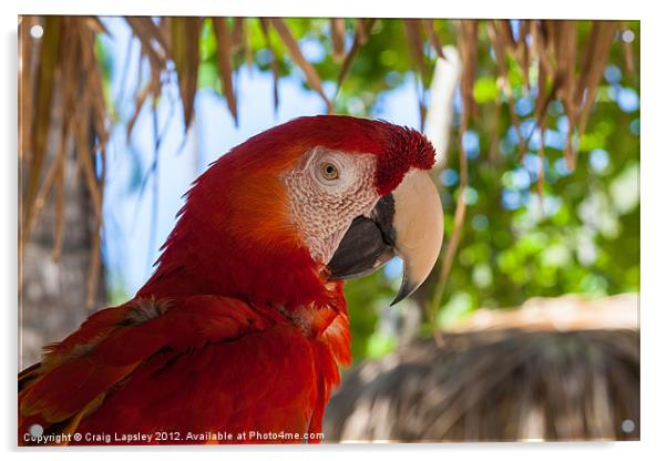 scarlet Macaw head Acrylic by Craig Lapsley