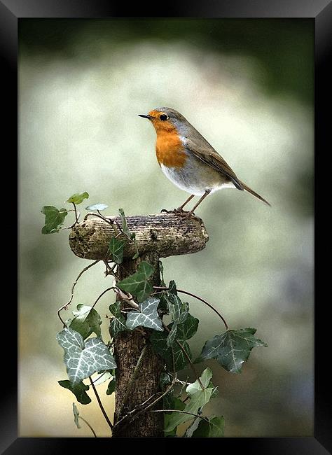 ROBIN Framed Print by Anthony R Dudley (LRPS)
