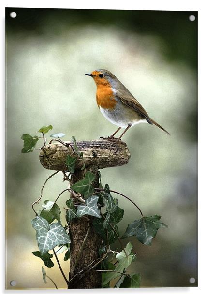 ROBIN Acrylic by Anthony R Dudley (LRPS)