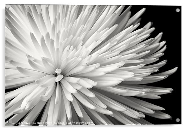 Chrysanthemum Acrylic by Stephen Birch