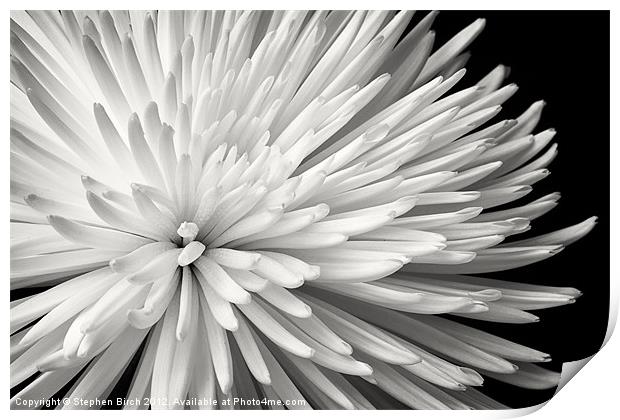 Chrysanthemum Print by Stephen Birch
