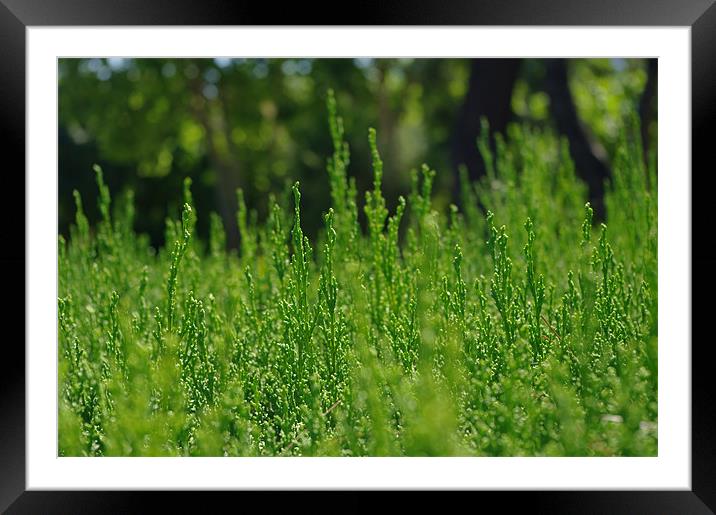 Top of a hedge Framed Mounted Print by Richard Greenwood