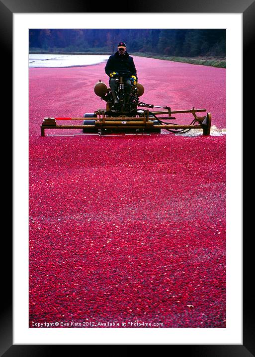Cranberry Harvest Framed Mounted Print by Eva Kato