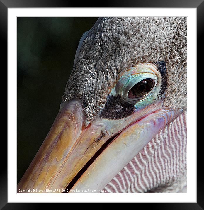 Closeup of a pelican eye Framed Mounted Print by Steven Else ARPS
