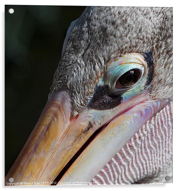 Closeup of a pelican eye Acrylic by Steven Else ARPS