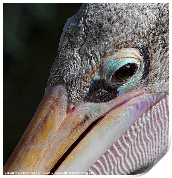 Closeup of a pelican eye Print by Steven Else ARPS