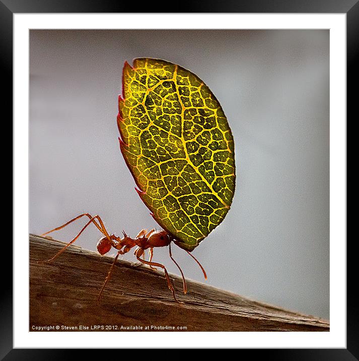 Ant carrying a leaf Framed Mounted Print by Steven Else ARPS