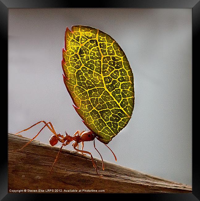 Ant carrying a leaf Framed Print by Steven Else ARPS