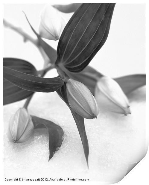 Lily on snow Print by Brian  Raggatt