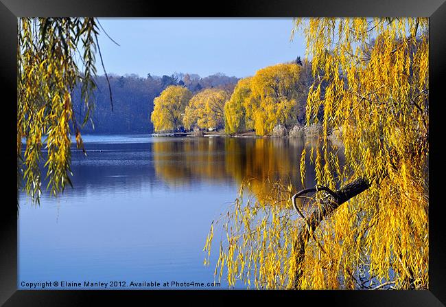November Weeping Willows Framed Print by Elaine Manley