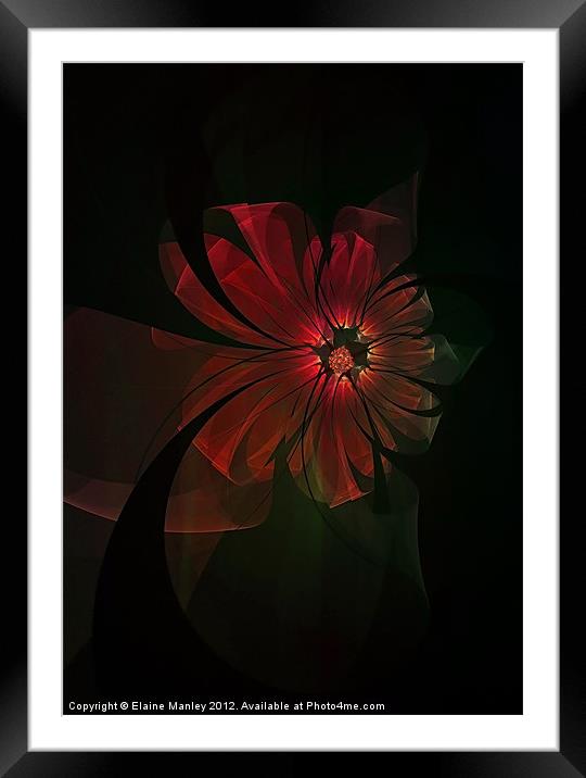 Ribbon Floral Framed Mounted Print by Elaine Manley