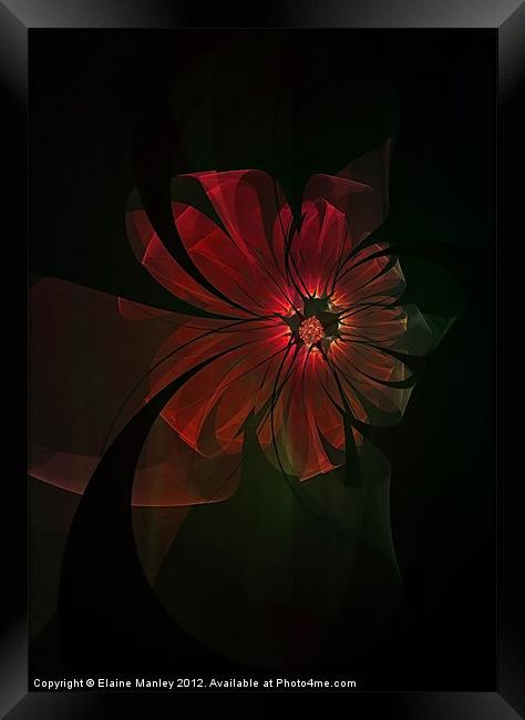 Ribbon Floral Framed Print by Elaine Manley