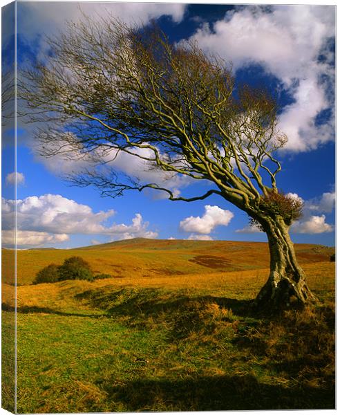 Hawthorn Tree,Prewley Moor Canvas Print by Darren Galpin