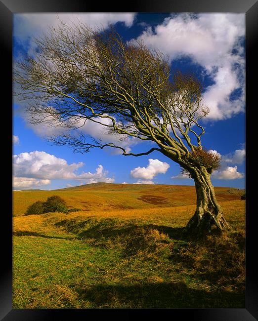 Hawthorn Tree,Prewley Moor Framed Print by Darren Galpin