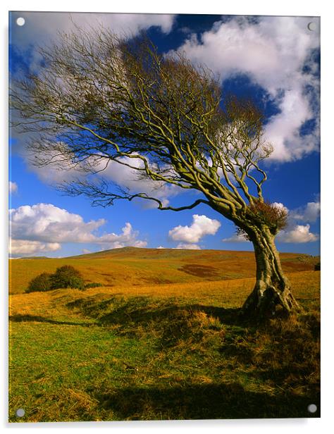 Hawthorn Tree,Prewley Moor Acrylic by Darren Galpin