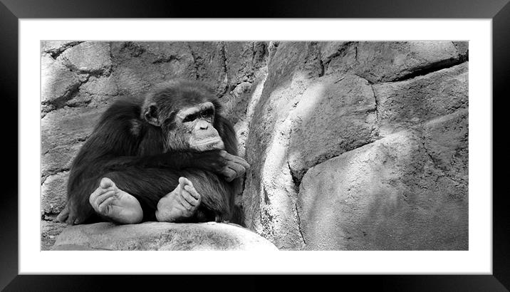 pouting chimp Framed Mounted Print by Brandon Verrett