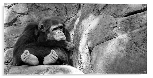 pouting chimp Acrylic by Brandon Verrett