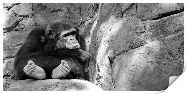 pouting chimp Print by Brandon Verrett