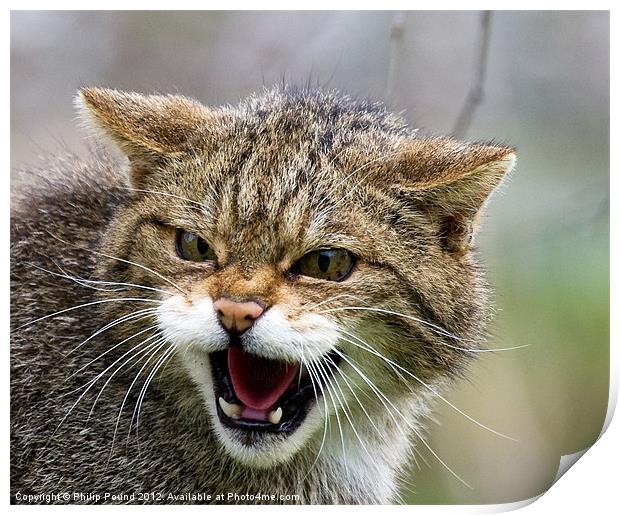 Scottish Wildcat Print by Philip Pound