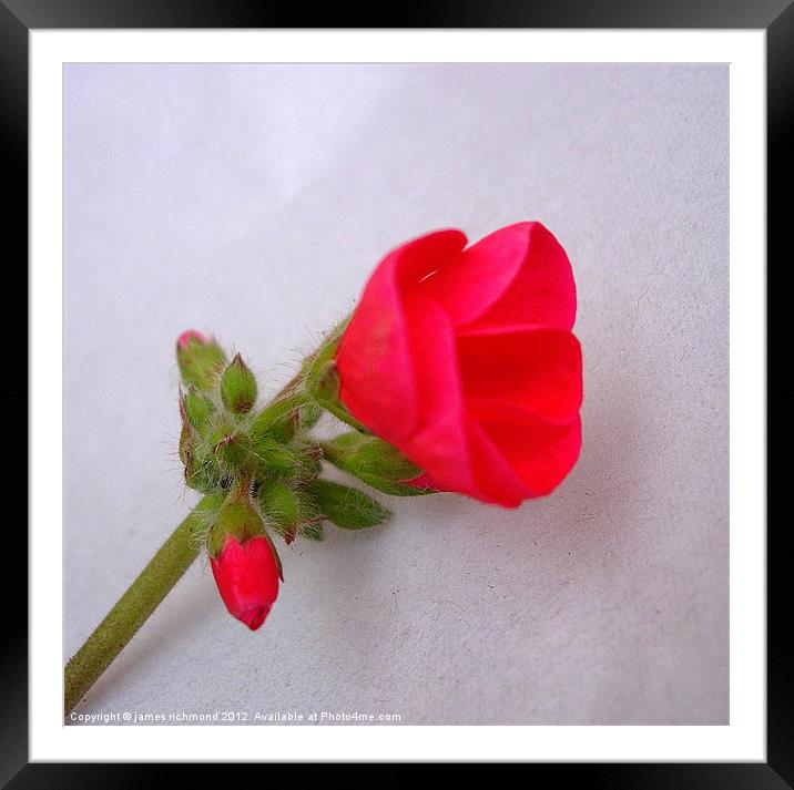 Single Red Geranium Framed Mounted Print by james richmond