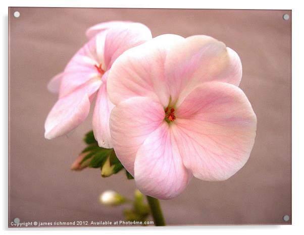 Pink Pair - Geranium Acrylic by james richmond
