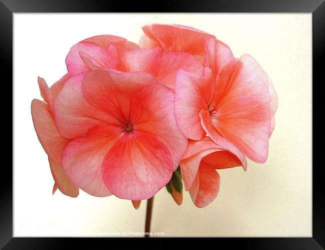 Rich Pink Geranium Framed Print by james richmond