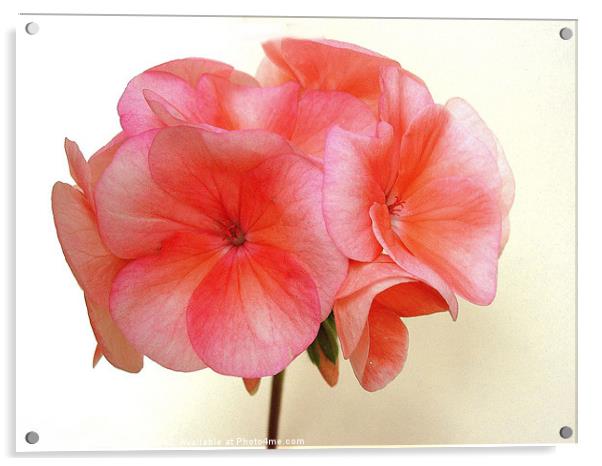 Rich Pink Geranium Acrylic by james richmond