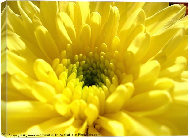 Yellow Chrysanthemum Canvas Print by james richmond