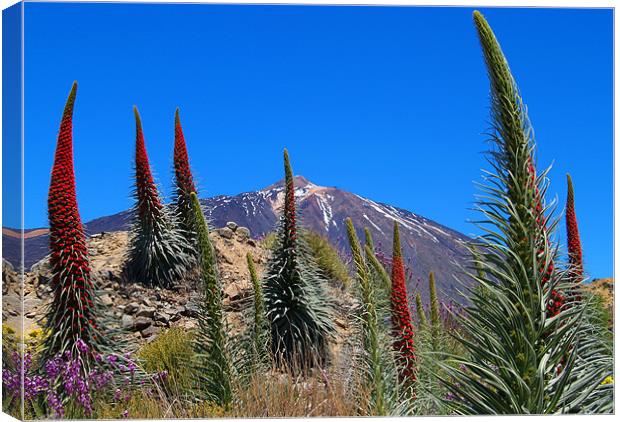 Mt Teide Canvas Print by Tracey Whitefoot