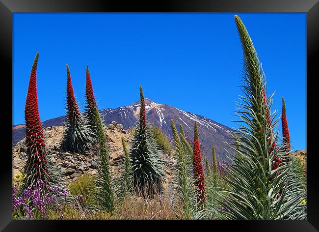 Mt Teide Framed Print by Tracey Whitefoot