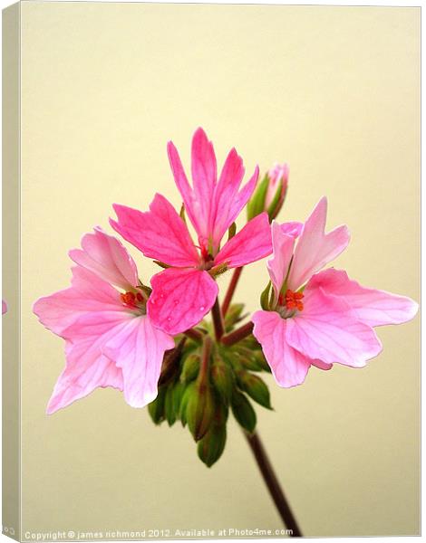 Pelargonium - Pink Canvas Print by james richmond