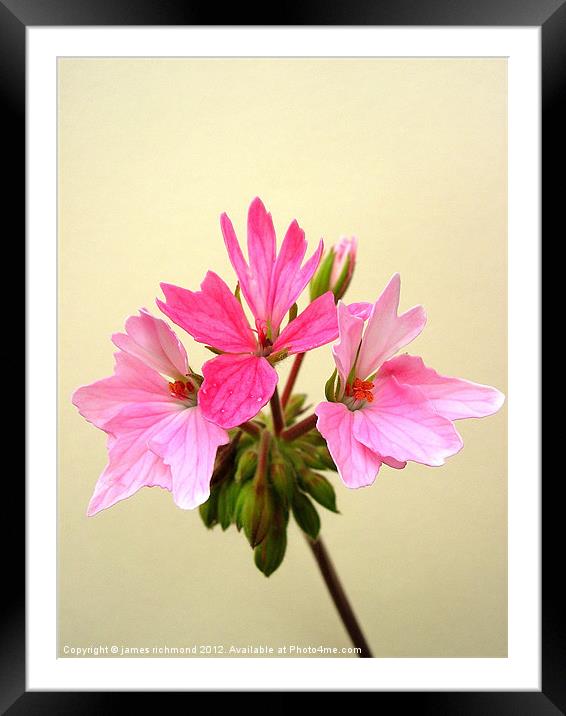 Pelargonium - Pink Framed Mounted Print by james richmond