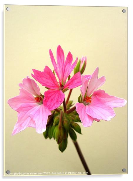 Pelargonium - Pink Acrylic by james richmond