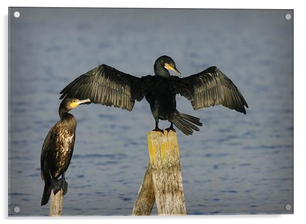 CORMORANT Acrylic by Anthony R Dudley (LRPS)