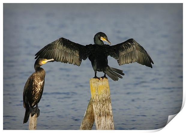 CORMORANT Print by Anthony R Dudley (LRPS)