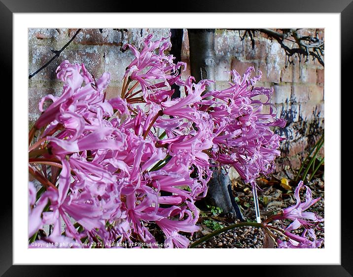 Nerine Autumn Flowers Framed Mounted Print by philip milner