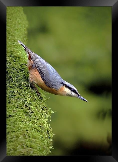 NUTHATCH #2 Framed Print by Anthony R Dudley (LRPS)
