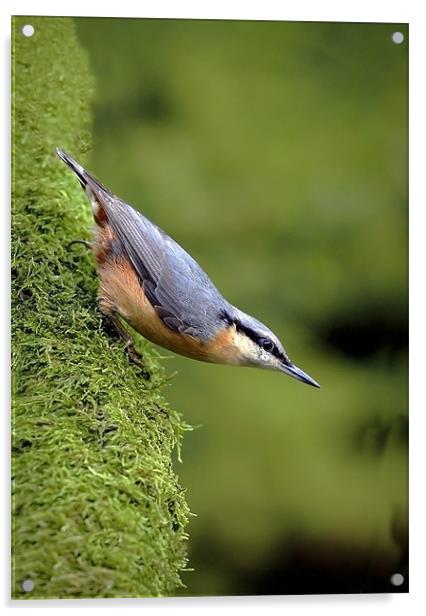 NUTHATCH #2 Acrylic by Anthony R Dudley (LRPS)
